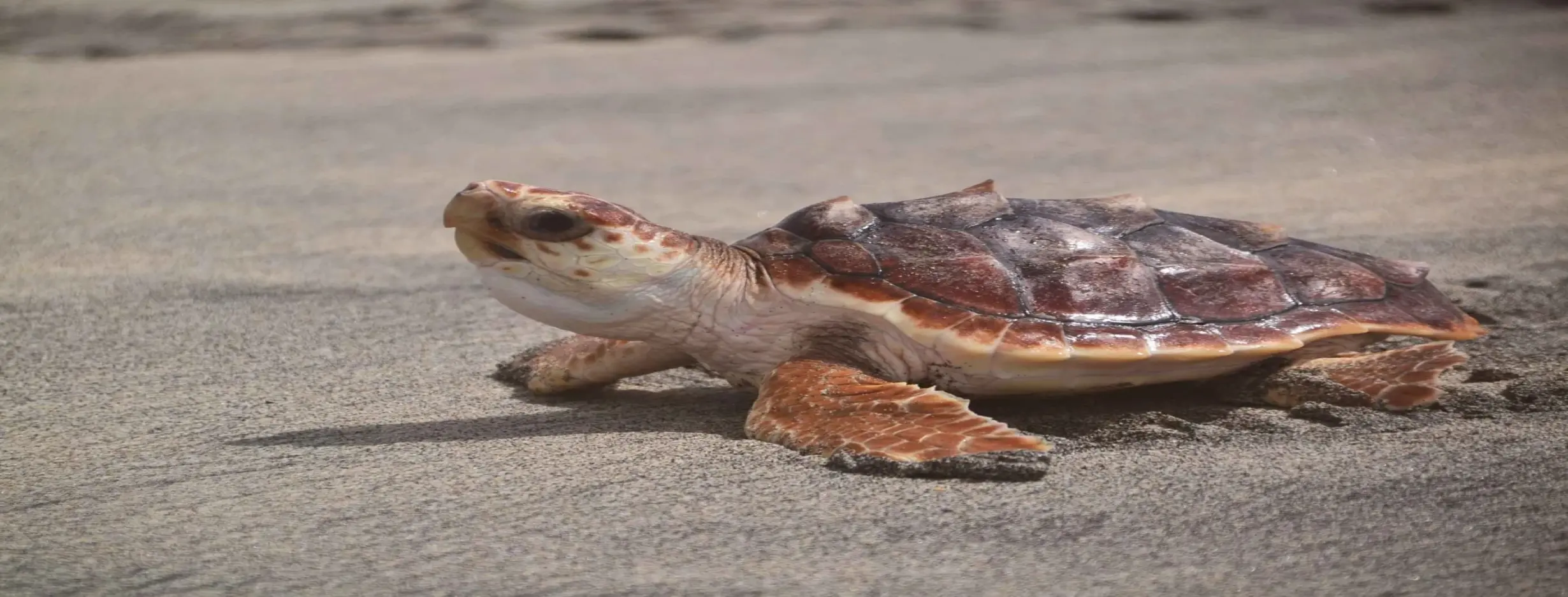 Image for Turtle Watching